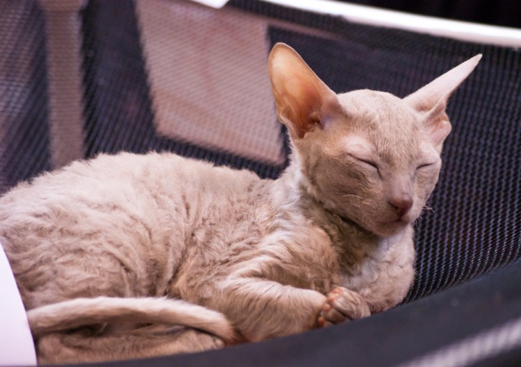 Корниш рекс кошка