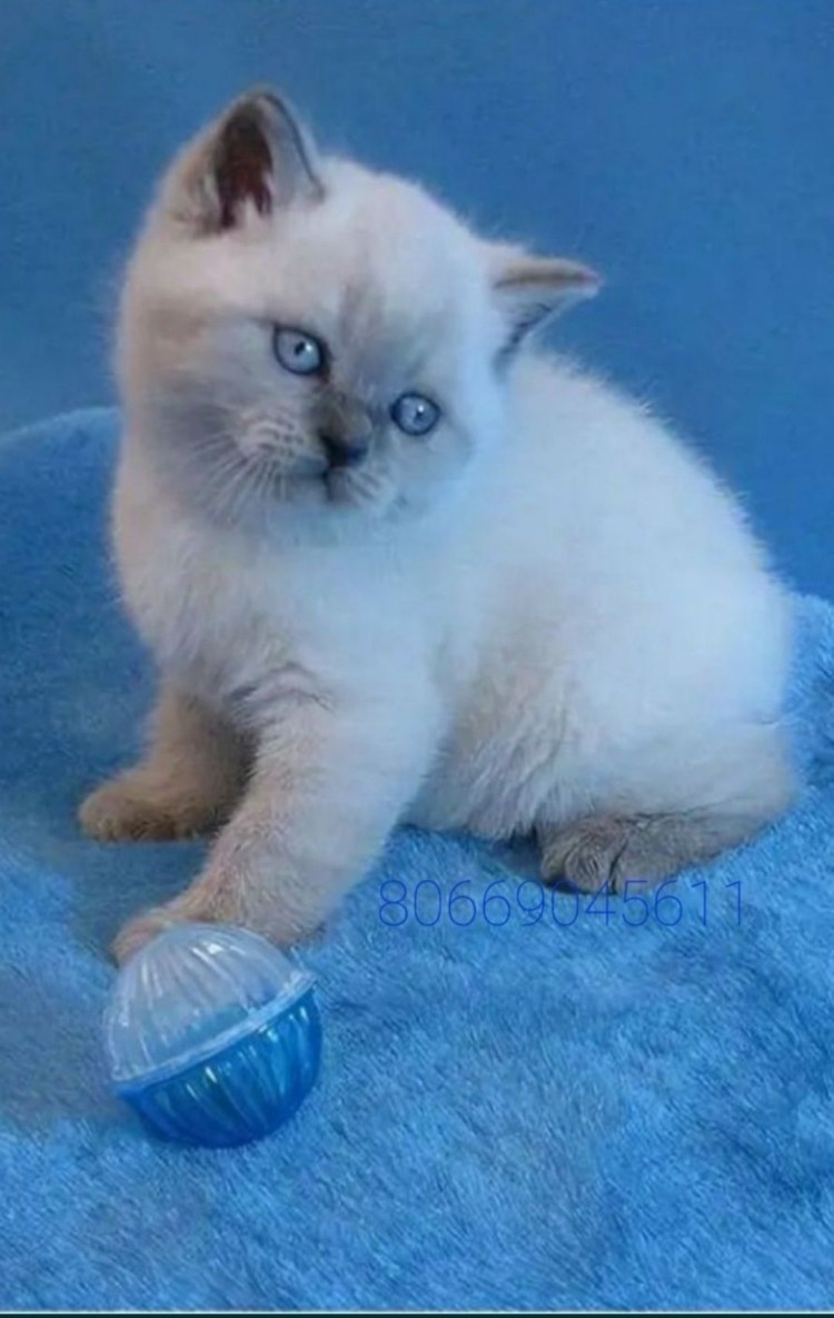 Кот Блю Пойнт шотландец