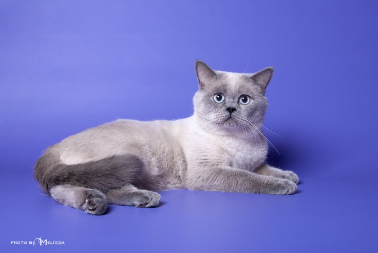 Шотландский длинношерстный колор Пойнт