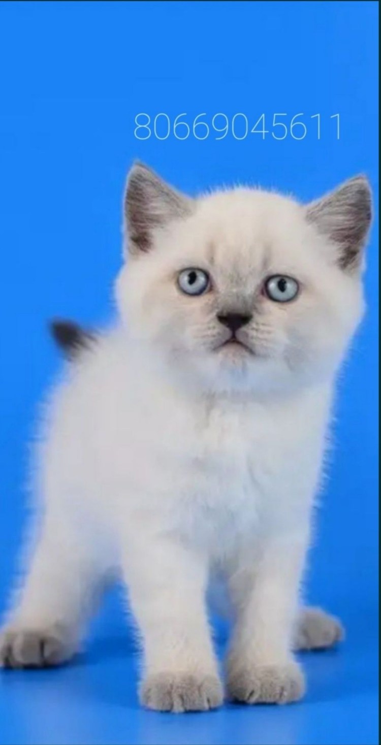 Кот шотландец Блю поинт