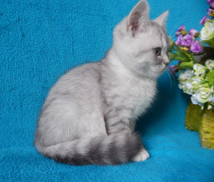 Скоттиш страйт чистокровный шотландский