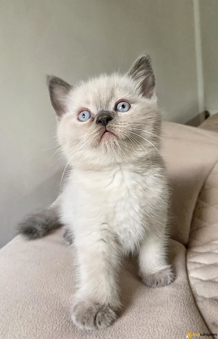 Скоттиш страйт Блю Пойнт