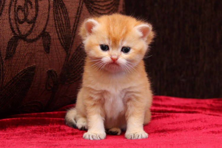 Британский вислоухий кот рыжий