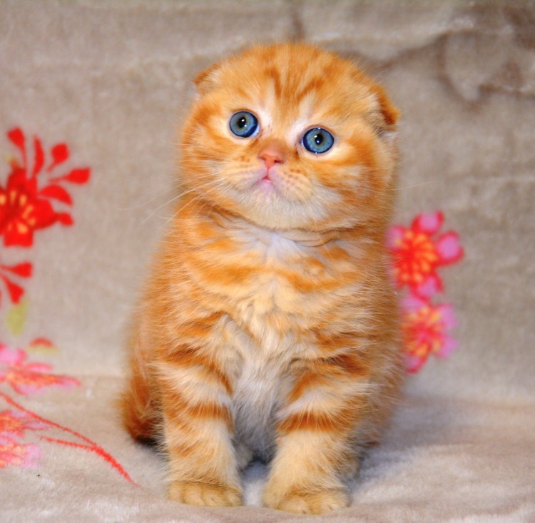 Шотландская вислоухая кошка скоттиш