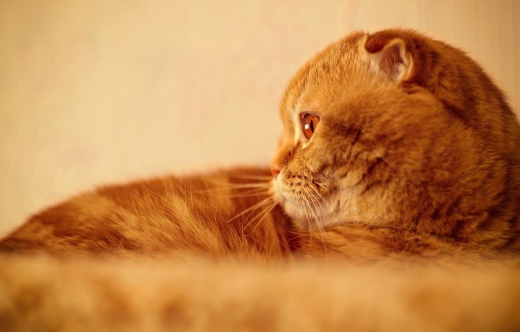 Скоттиш-фолд Шотландская вислоухая кошка рыжая