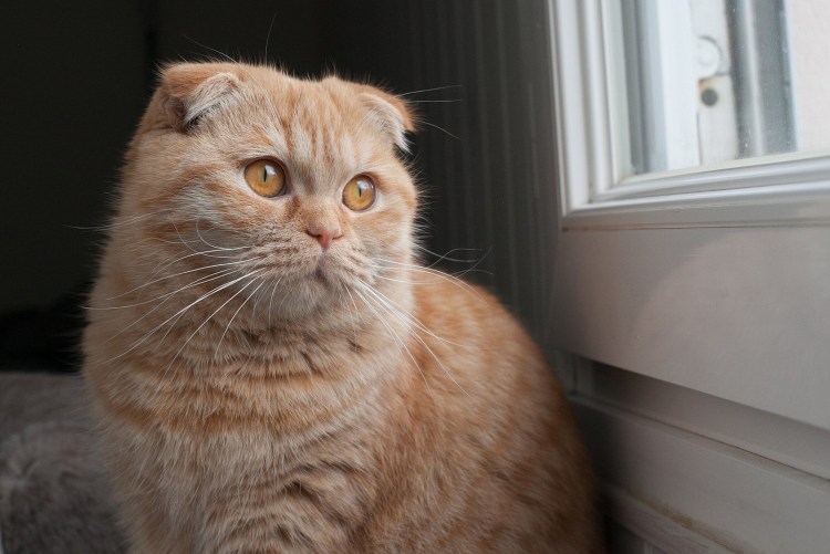 Шотландский вислоухий кот рыжий