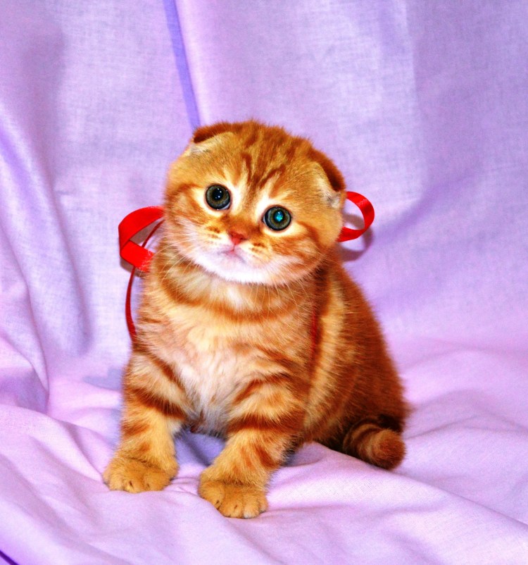 Шотландская вислоухая кошка рыжая