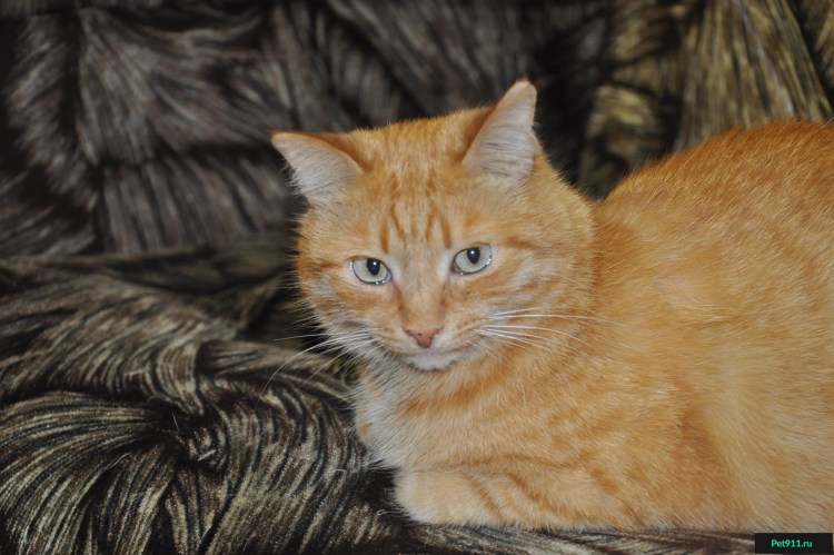 Мейн кун рыжий котенок