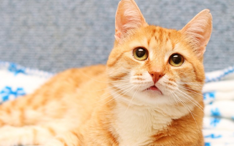 Рыжая кошка