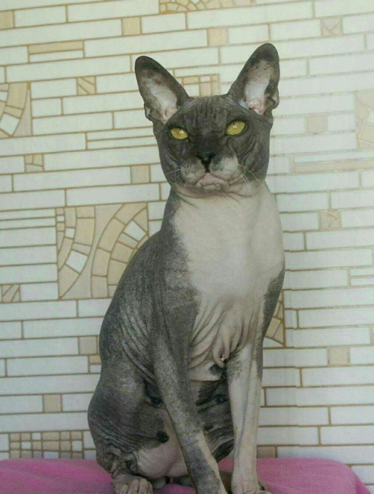 Метис сфинкса и обычной