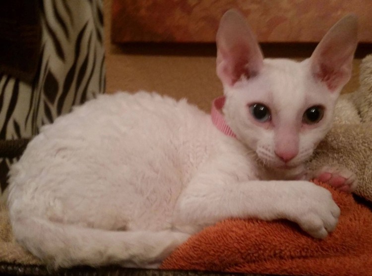 Метис сфинкса и британца