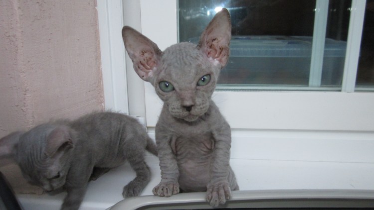 Корниш рекс шоколадный окрас