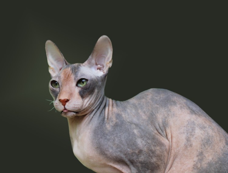 Метис сфинкса и британца