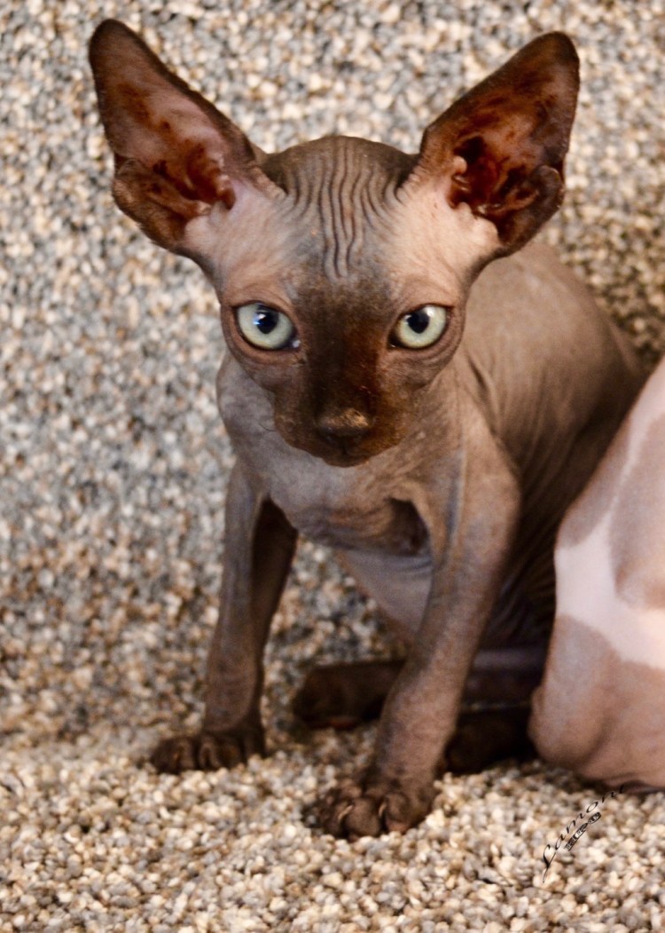 Сфинкс помесь канадский и Донской