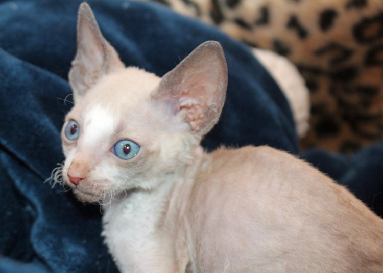 Дальневосточный сфинкс