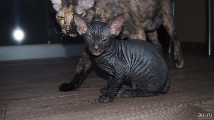 Смесь Мейн куна и сфинкса