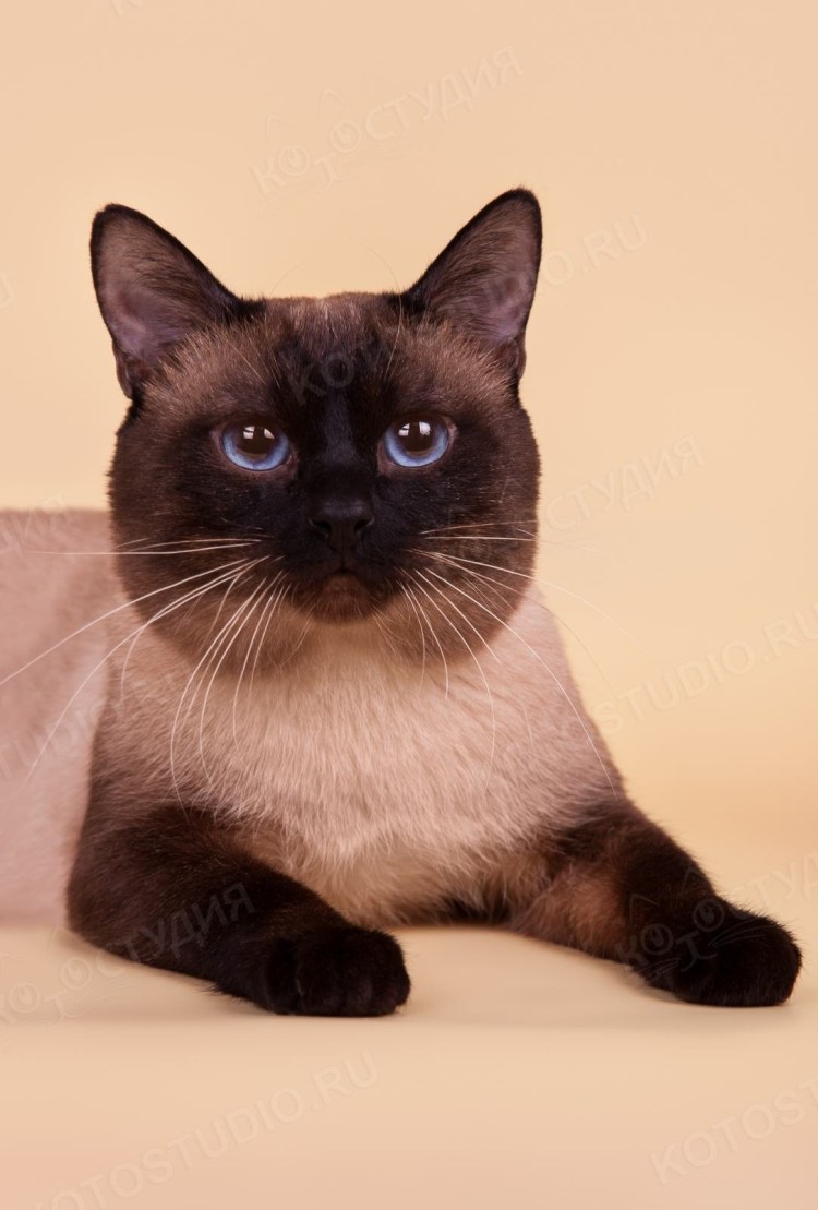 Порода кошек Сиамская и тайская