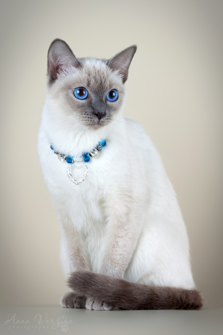 Тонкинская Сиамская