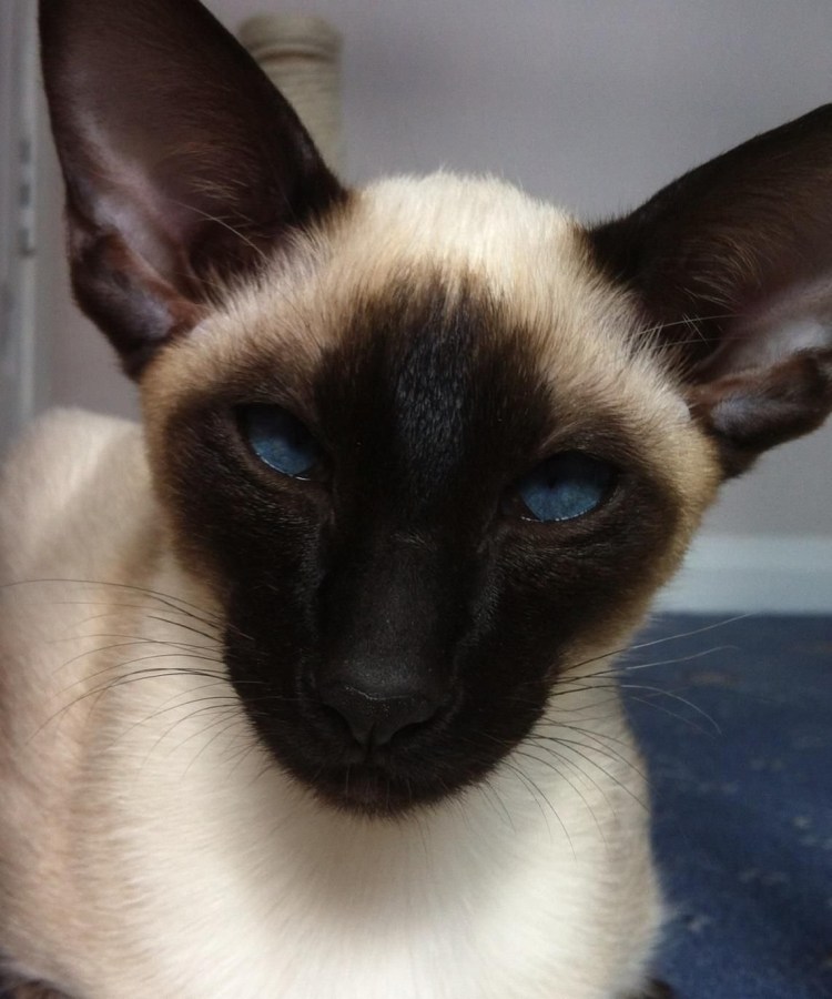 Родина сиамских кошек