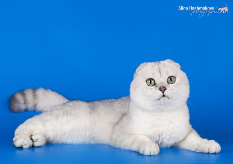 Скоттиш фолд Золотая шиншилла