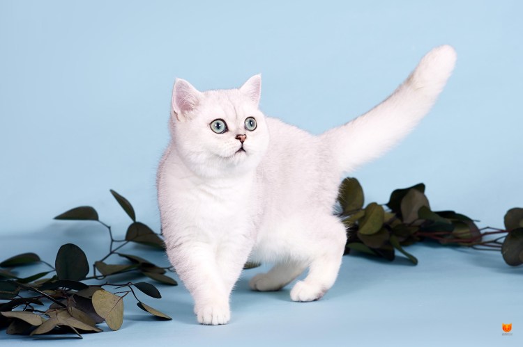 Шотландская страйт белая шиншилла