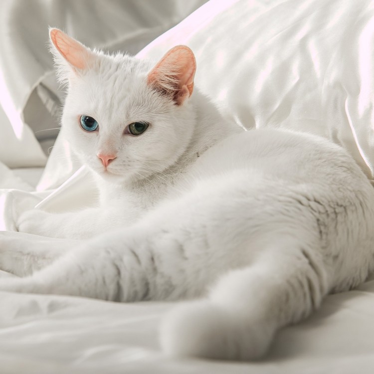 Анатолийская кошка турецкая короткошерстная