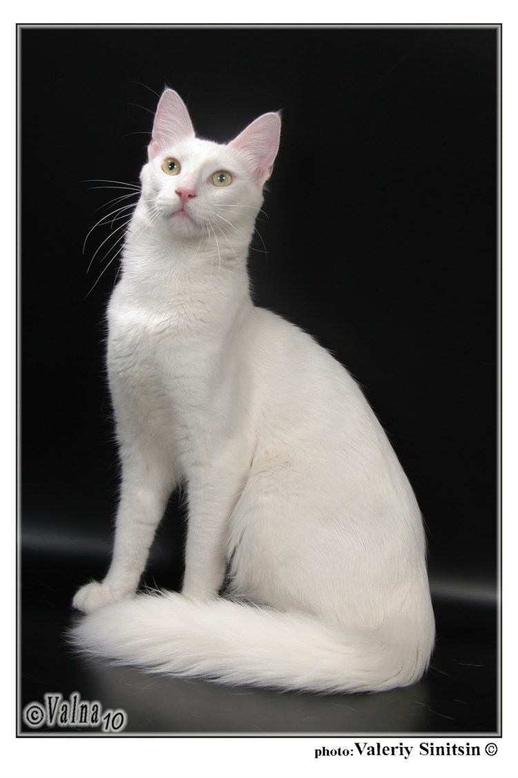 Белая гладкошерстная кошка