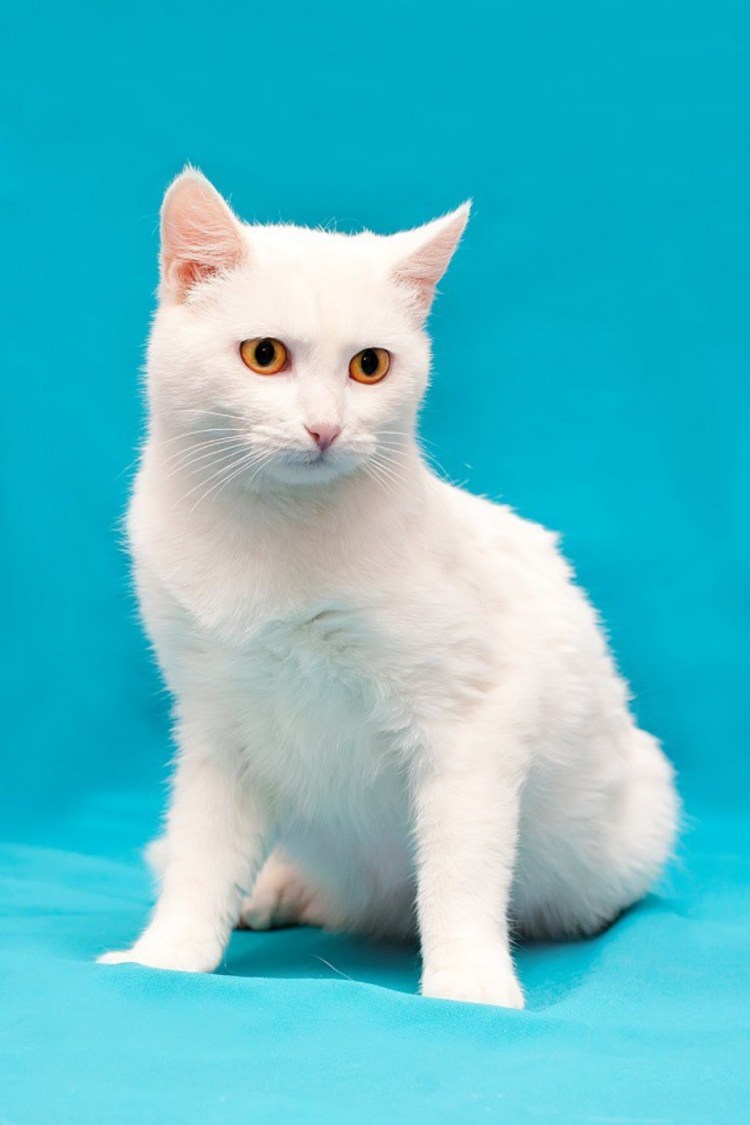 Турецкая ангора короткошерстная