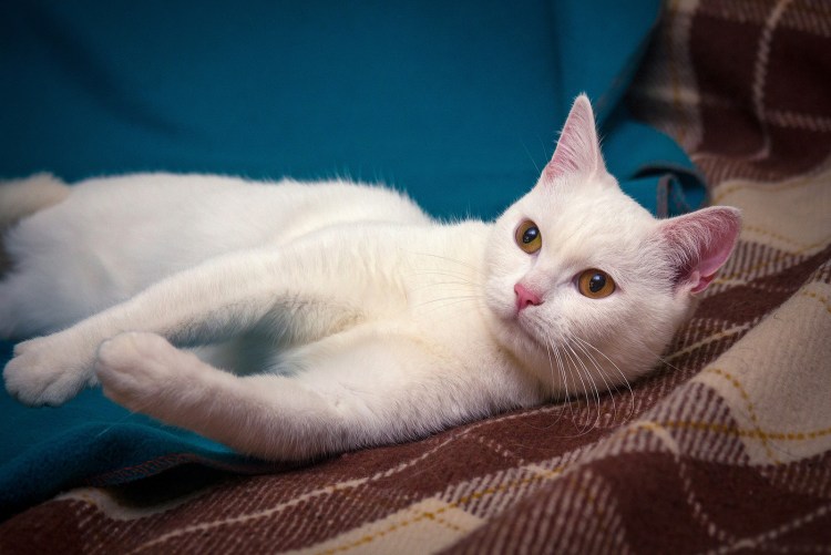 Анатолийская кошка