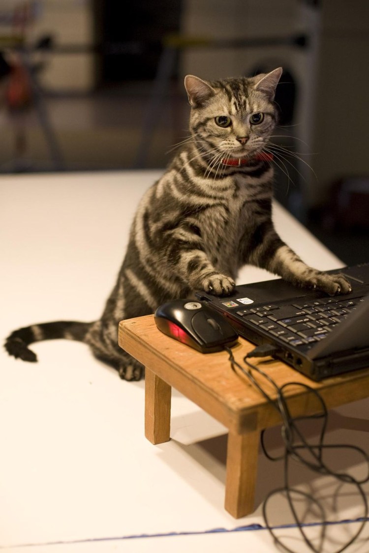 Коты за компьютером