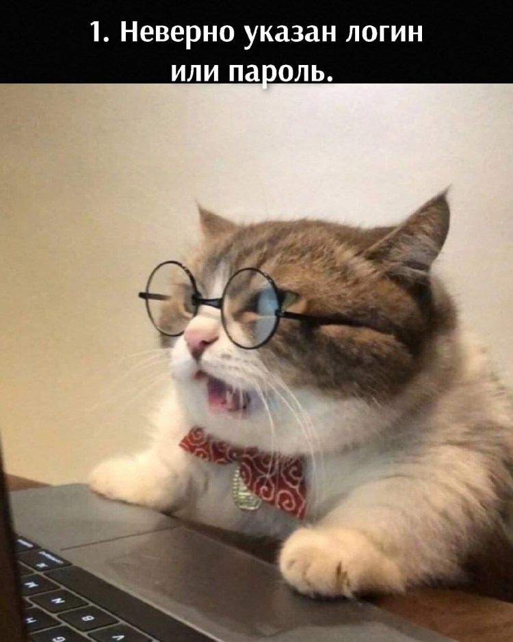 Кот за компом