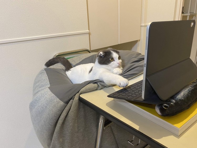 Коты за компьютером