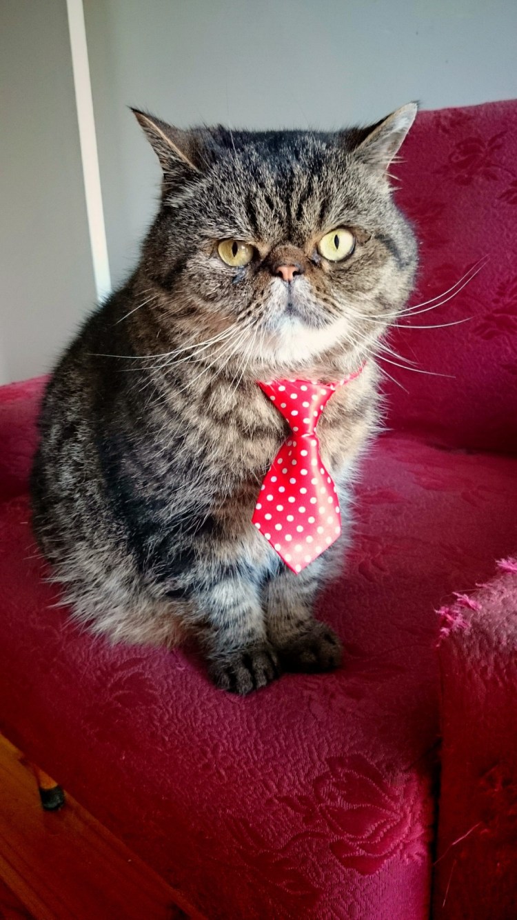 Кот в галстуке