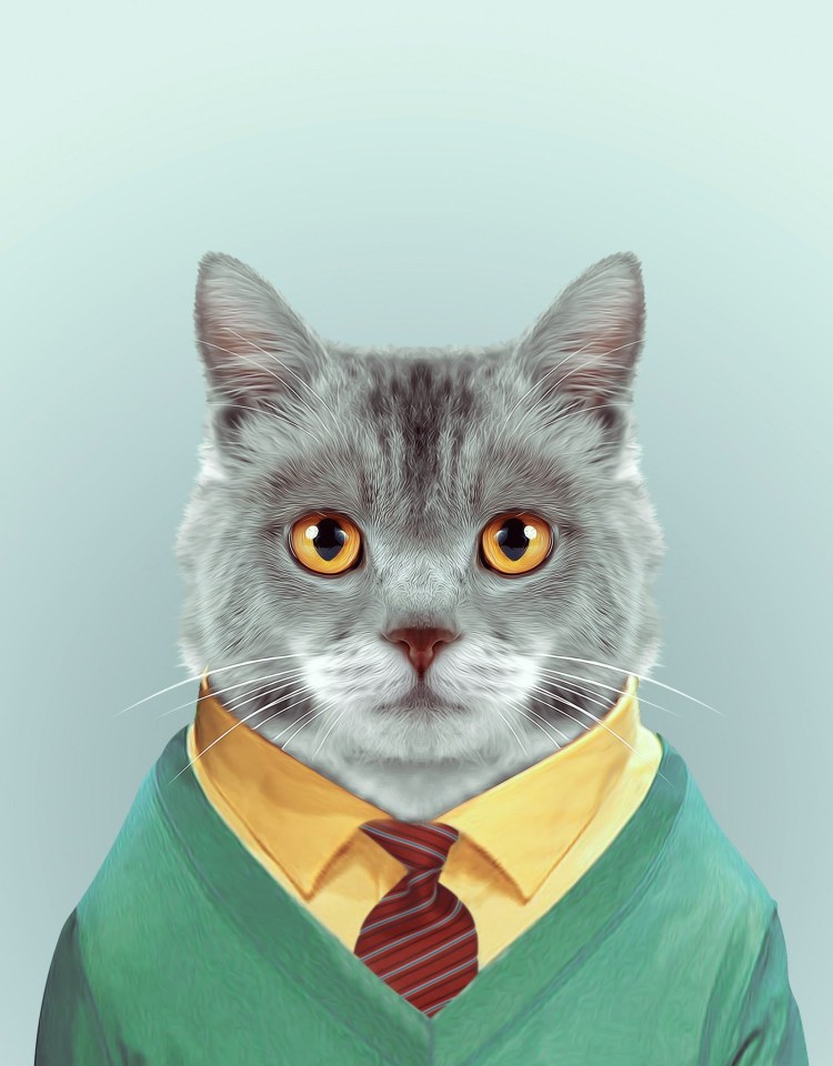 Кот в галстуке