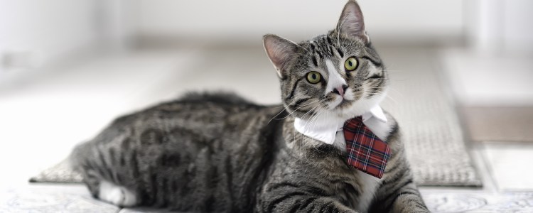 Деловая кошка