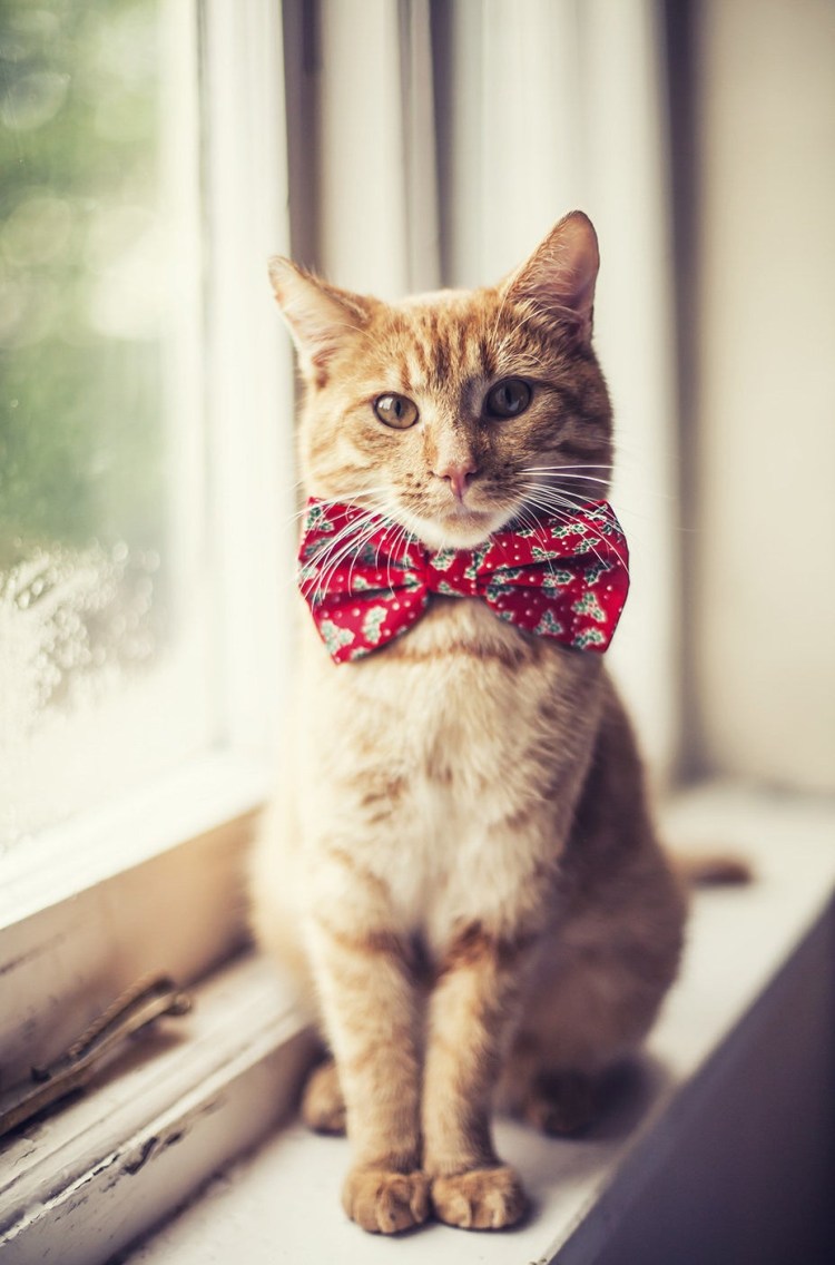 Сот в галстуке бобочке