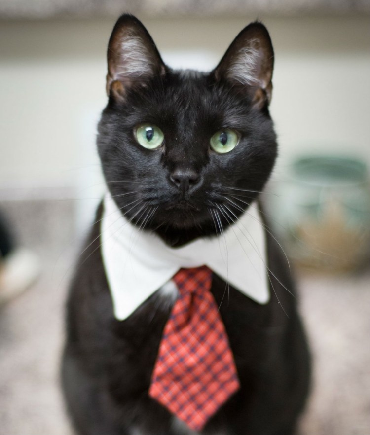 Деловой кот