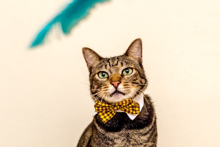 Котенок в галстуке