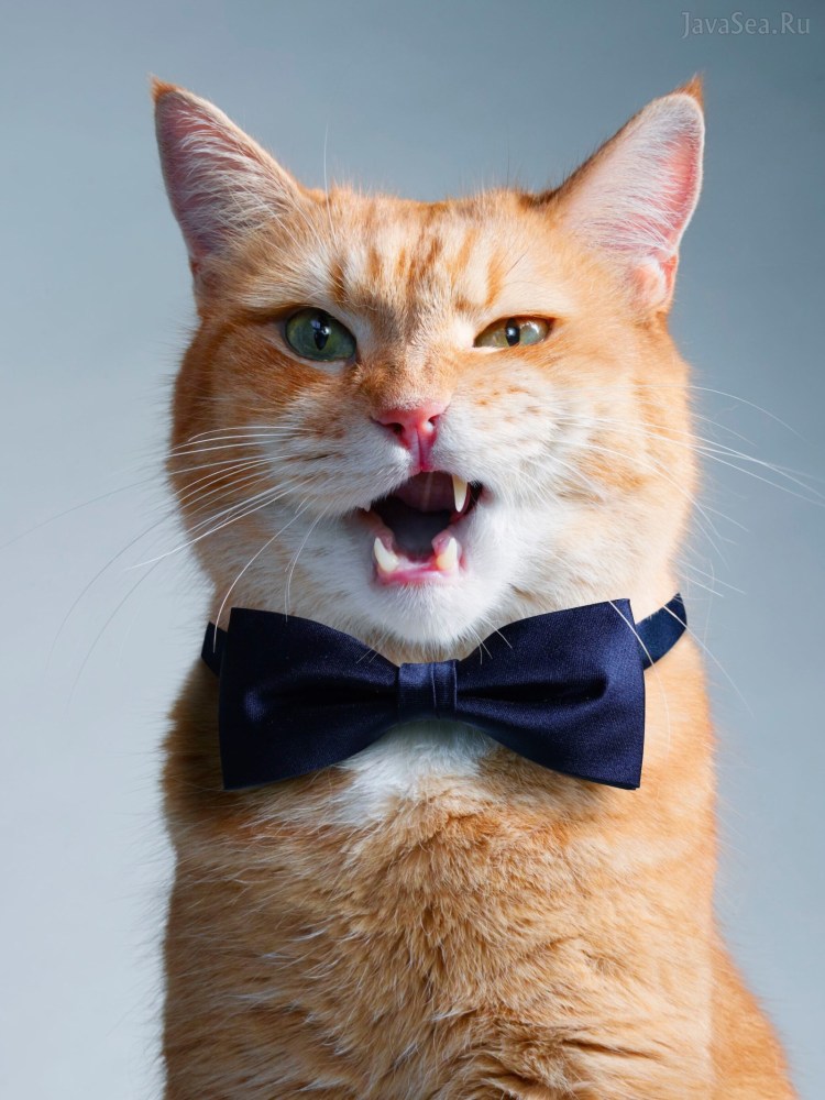 Сот в галстуке бобочке
