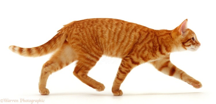 Рыжий кот сбоку