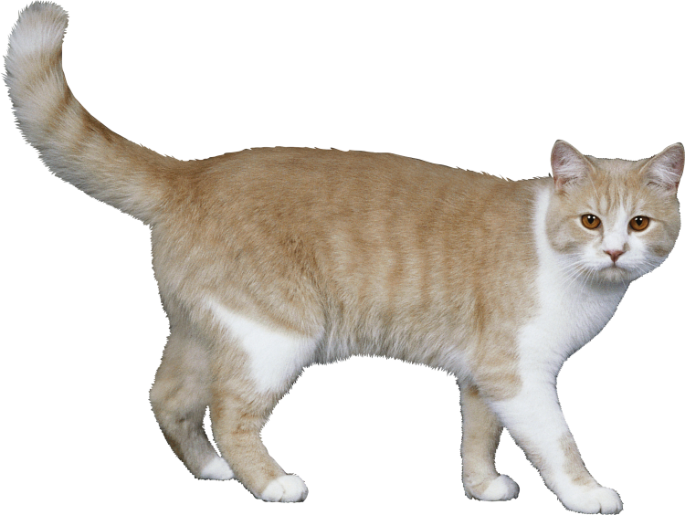 Кошка вид с боку