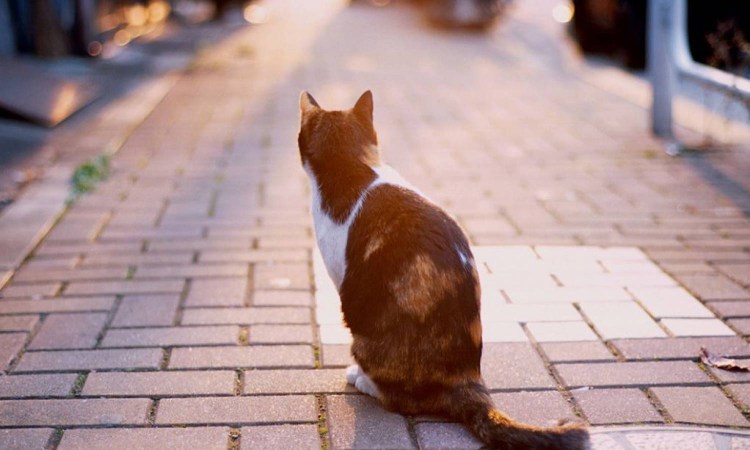 Котенок на дороге