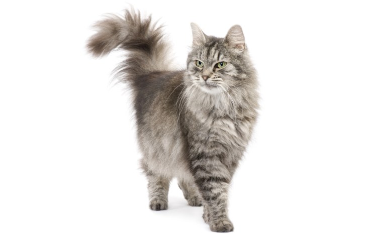 Черный кот убегает