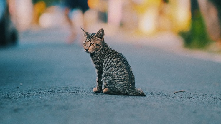 Смелый котик