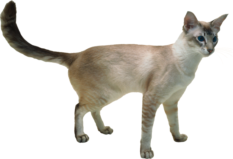 Рыжий уличный котенок