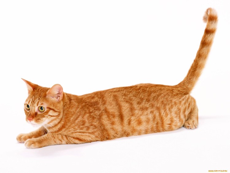 Порода кошек калифорнийский крапчатый