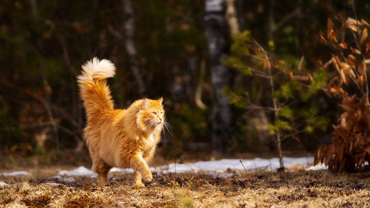 Кот на спине