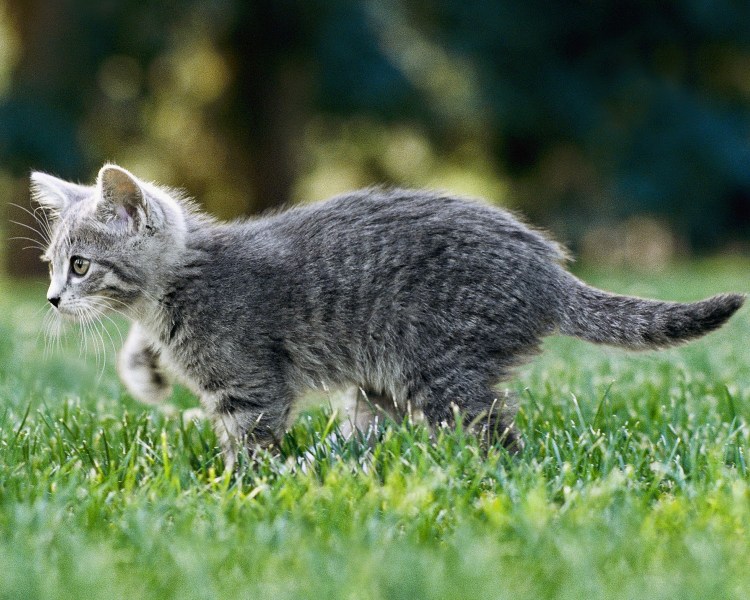 Белая кошка идет