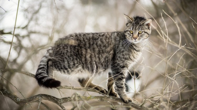 Кот идет на белом фоне