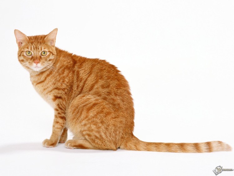 Рыжая Дикая кошка